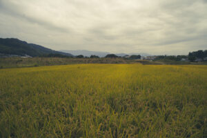 大阪府富田林市の汐ノ宮駅周辺の西野々古墳群に行ってきた