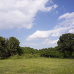 叡福寺へ歩いて向かう途中にHorseman SW612で風景を撮影した