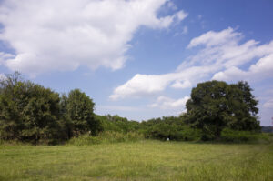 叡福寺へ歩いて向かう途中にHorseman SW612で風景を撮影した