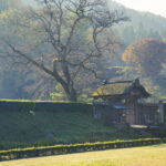福井県福井市の一乗谷朝倉氏遺跡に行って写真を撮ってきた