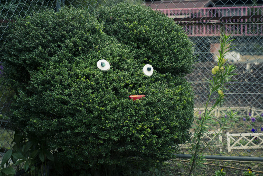 大阪府河内長野市の八幡神社周辺で紅葉を撮影してきた