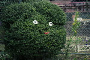 大阪府河内長野市の八幡神社周辺で紅葉を撮影してきた