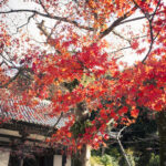 大阪府河内長野市の天野山金剛寺に行って写真を撮ってきた