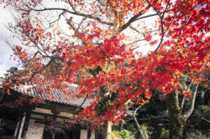 大阪府河内長野市の天野山金剛寺に行って写真を撮ってきた