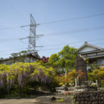 和歌山県橋本市の子安地蔵寺に行って藤の花の写真を撮ってきた