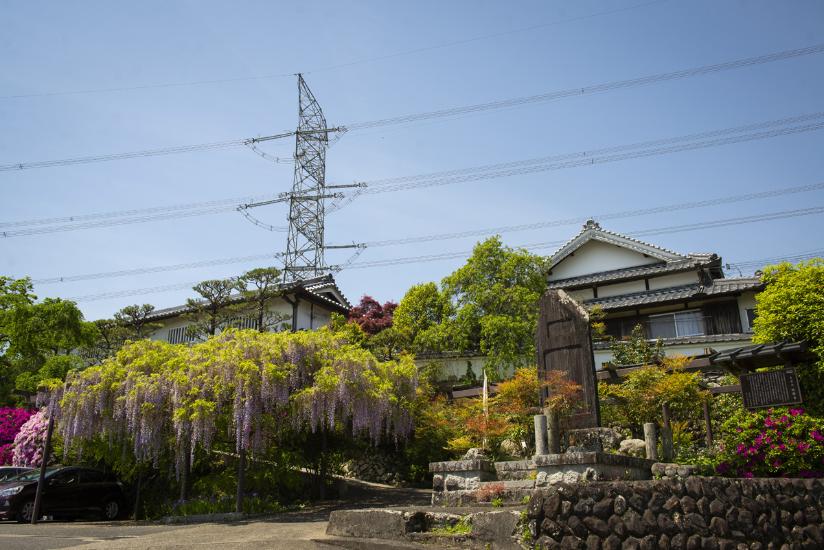 和歌山県橋本市の子安地蔵寺に行って藤の花の写真を撮ってきた