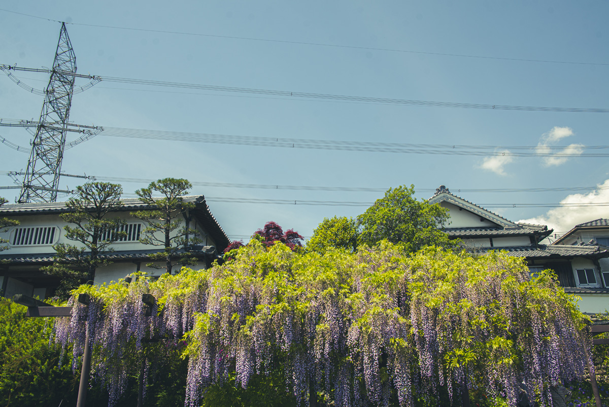子安地蔵寺の藤