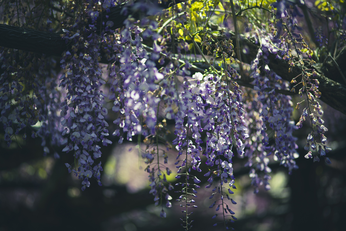 子安地蔵寺の藤の花