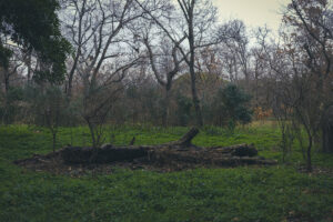 大阪府堺市の大泉緑地の林内をウロウロして撮影してきた