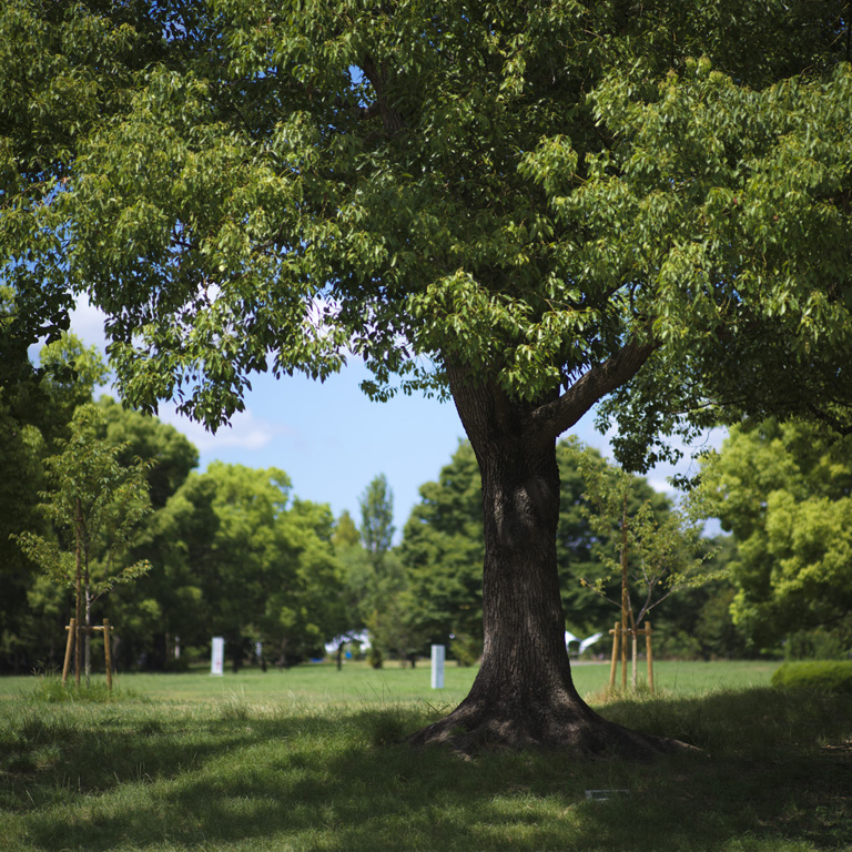 公園内の木