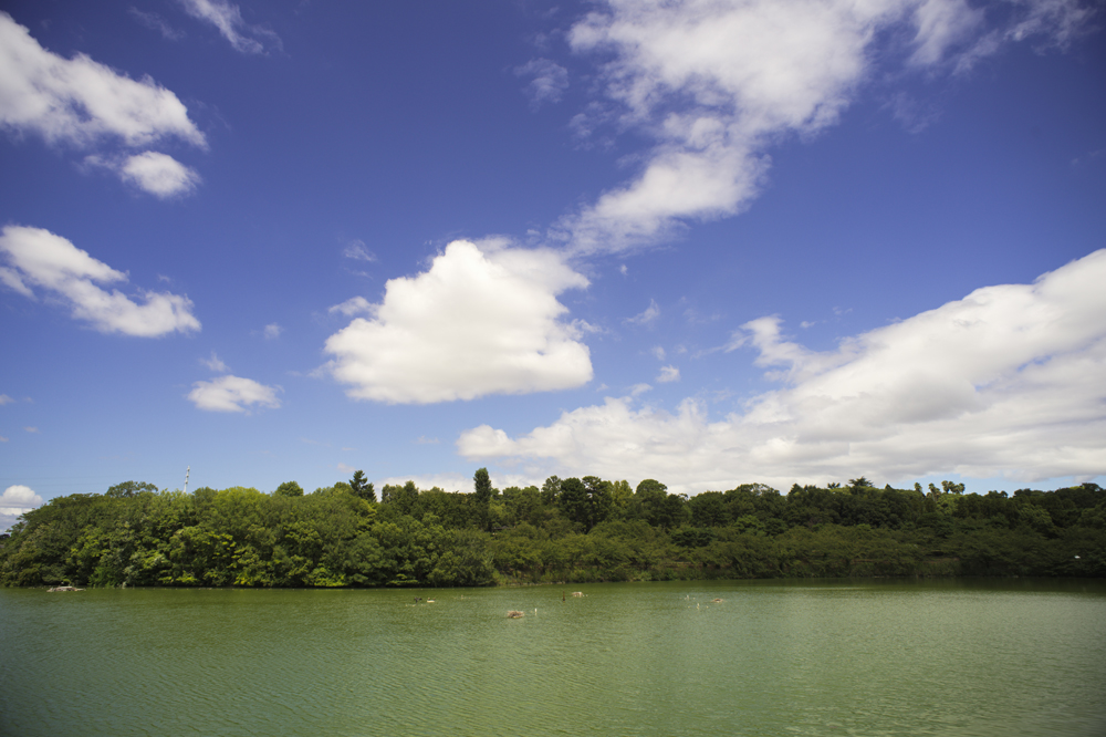 鶴見緑地公園内の池