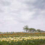 奈良県北葛城郡広陵町の馬見丘陵公園に行って写真を撮ってきた