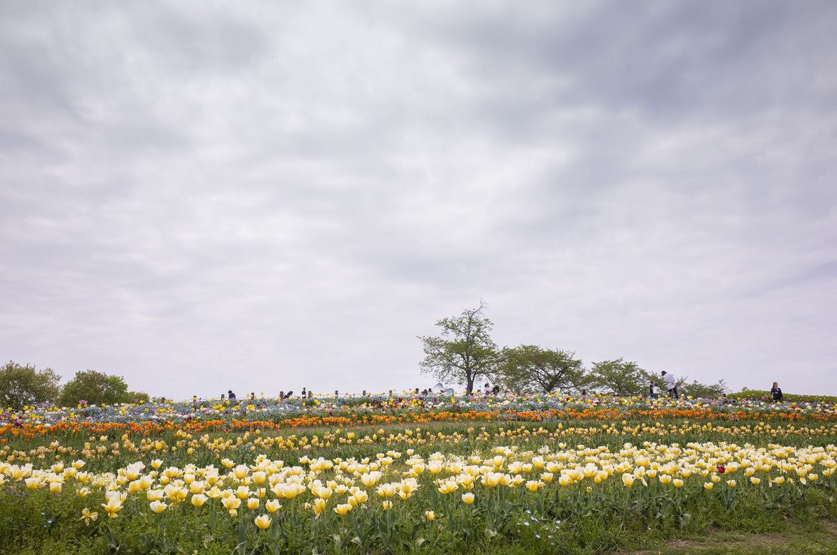 奈良県北葛城郡広陵町の馬見丘陵公園に行って写真を撮ってきた