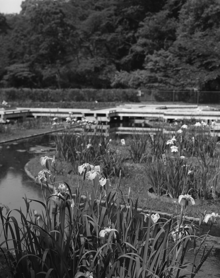 公園内の菖蒲