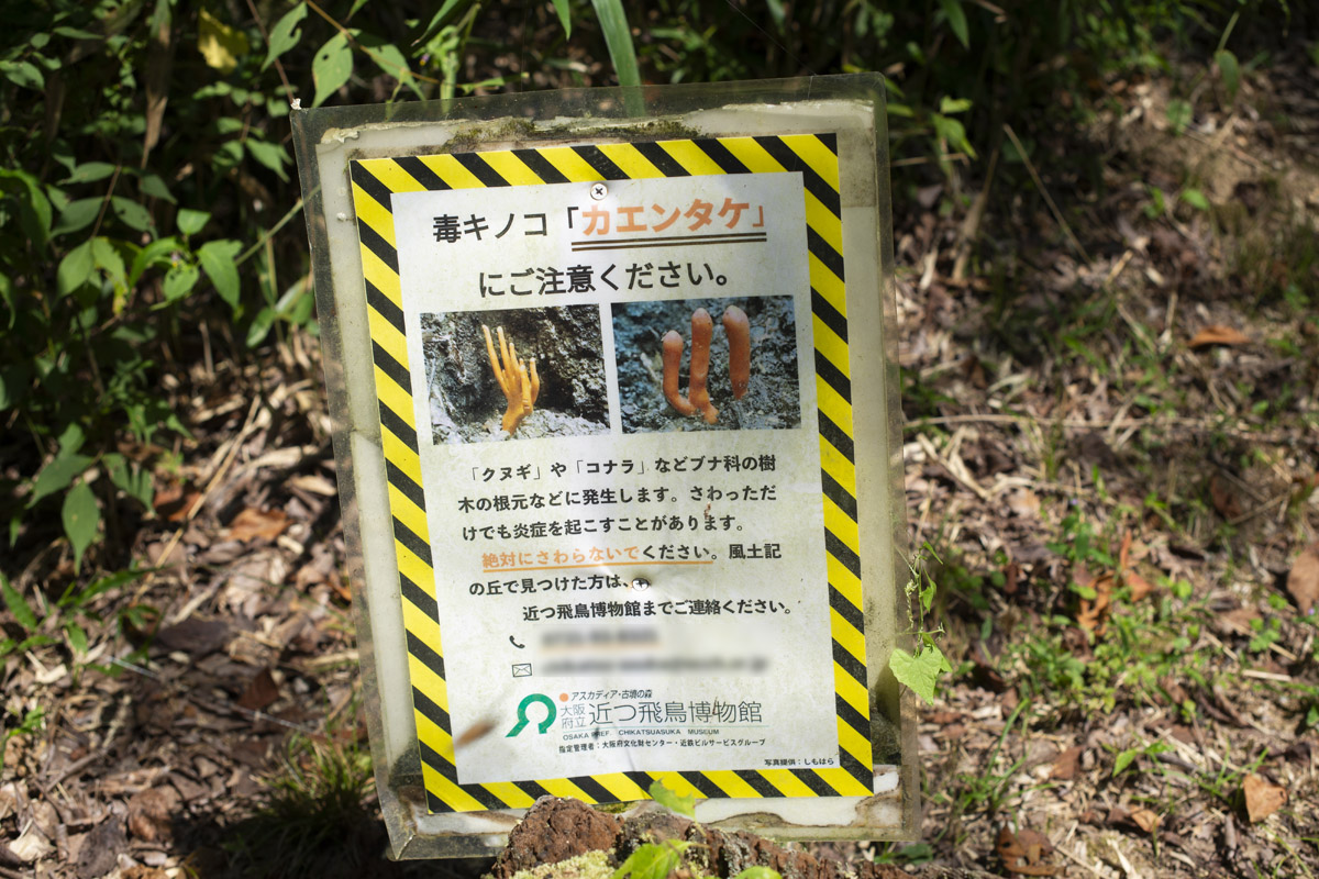 カエンタケ注意