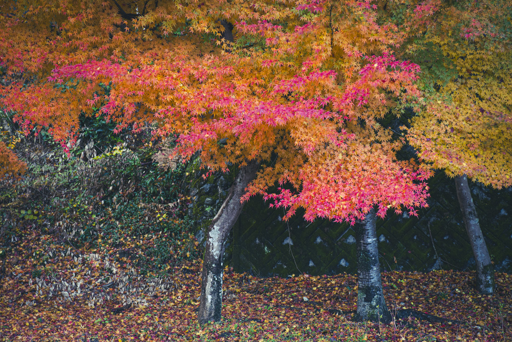 紅葉