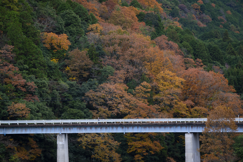 橋と紅葉