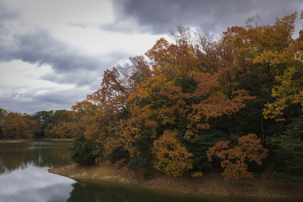 2024年12月16日の一枚（大阪府河内長野市寺ヶ池）