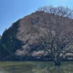 大判カメラを持って室生ダムの水没林に行って撮影してきた