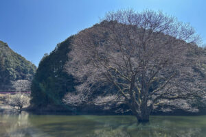 大判カメラを持って室生ダムの水没林に行って撮影してきた