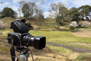 奈良県橿原市の新沢千塚古墳群公園に行き桜を撮影してきた