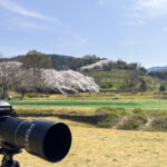 奈良県高市郡明日香村に行き桜の風景を写真撮影してきた
