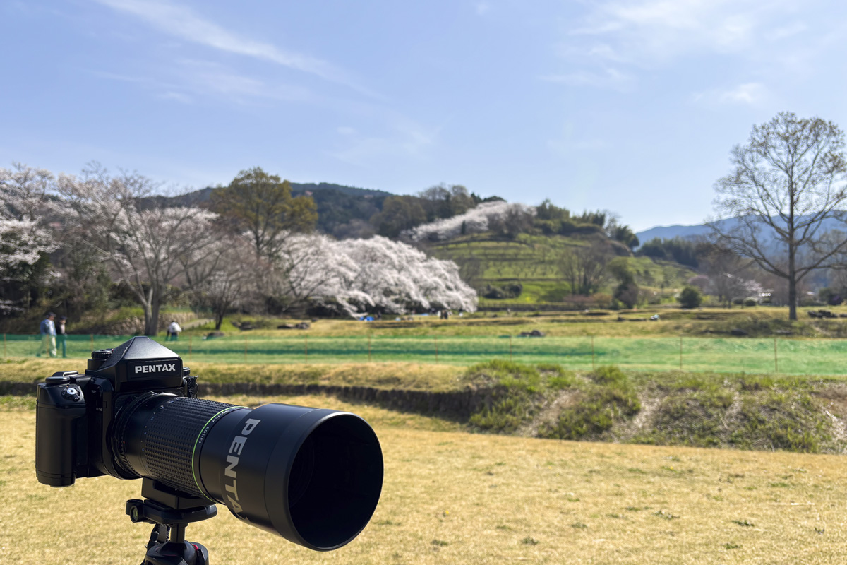 奈良県高市郡明日香村に行き桜の風景を撮影してきた