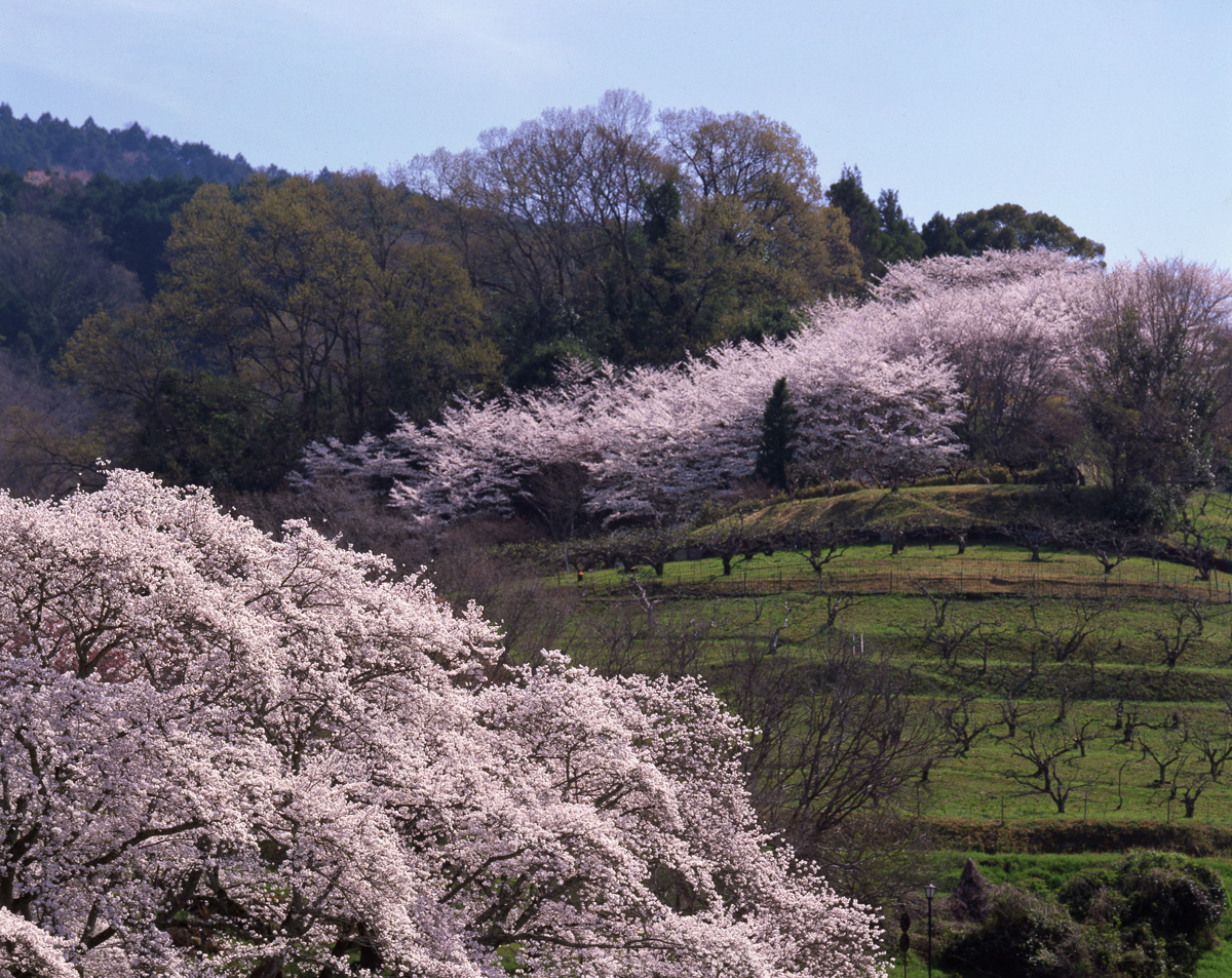 明日香の風景1