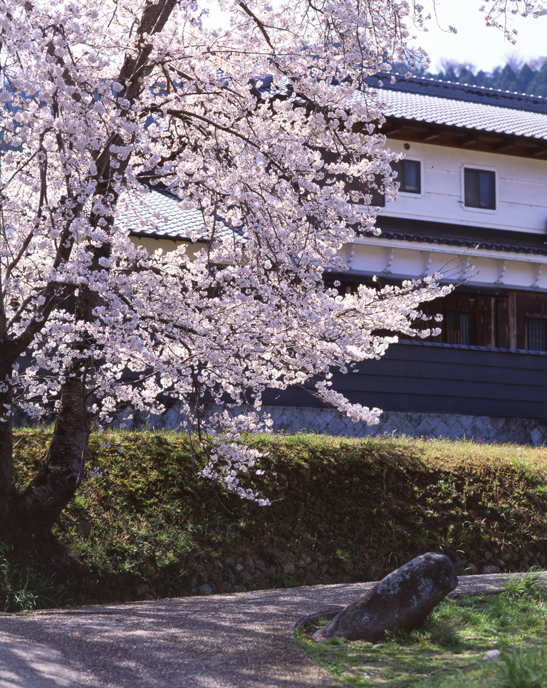 マラ石と桜