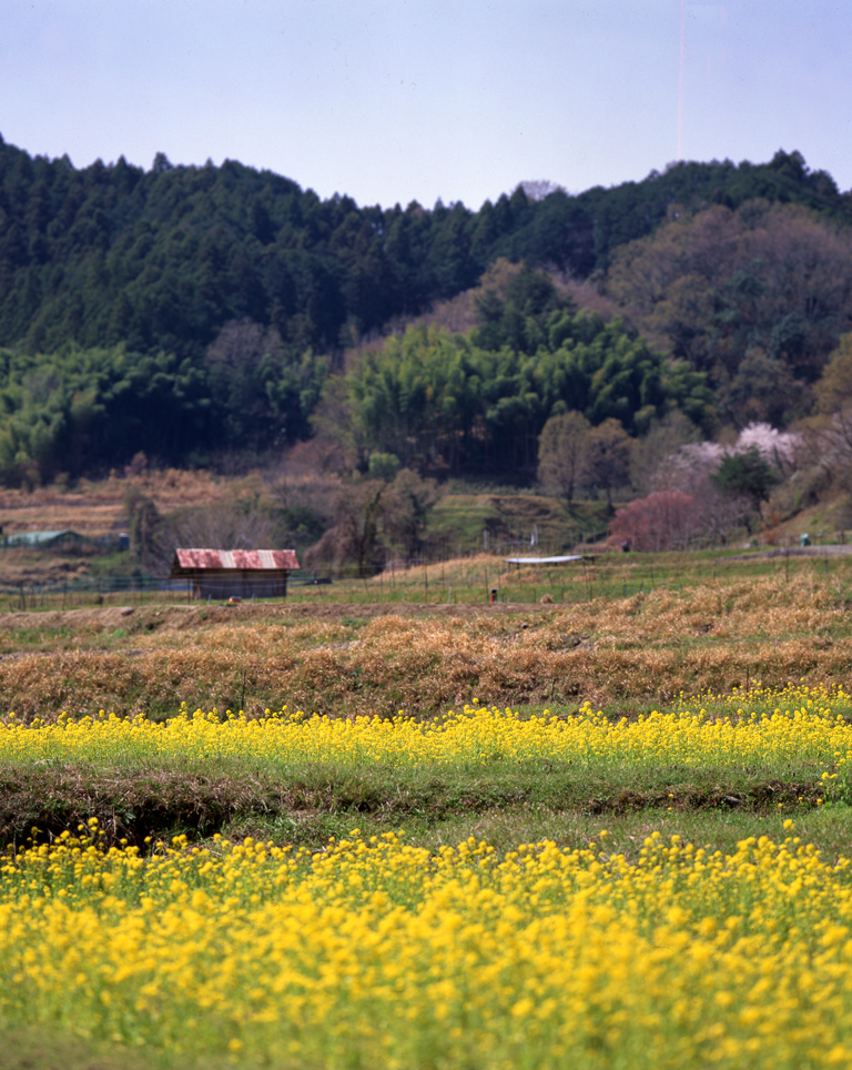 菜の花