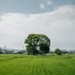 レンタサイクルで自転車を借りて明日香をまわり風景を撮影してきた