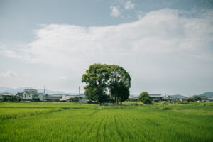 レンタサイクルで自転車を借りて明日香をまわり風景を撮影してきた