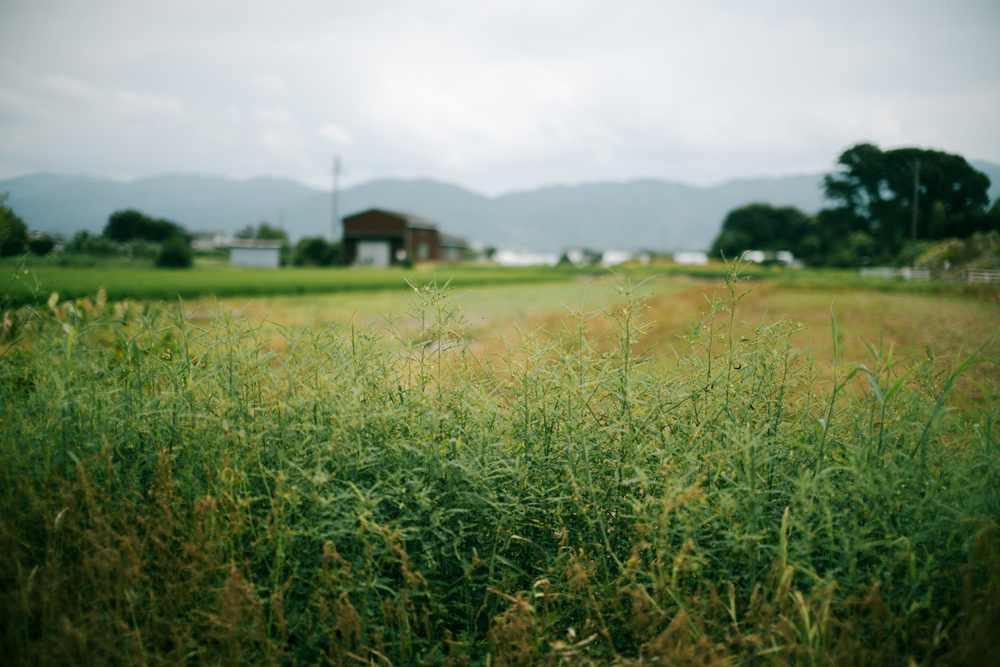 唐古・鍵遺跡史跡公園周辺の景色1