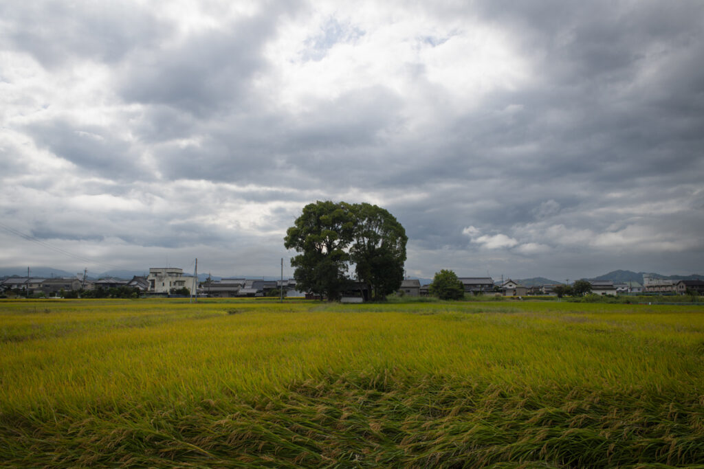 橿原市の田園の真ん中のモッコリしている場所が気になり行ってみた