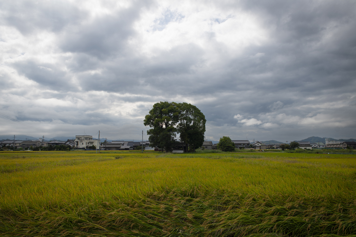 橿原市の田園の真ん中にモッコリしている場所が気になり行ってみた