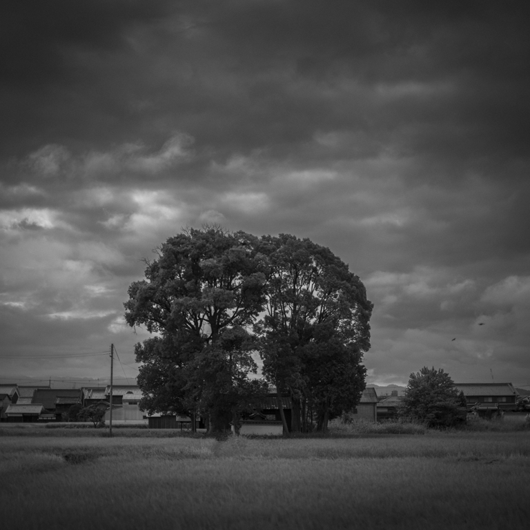 橿原市の田園風景1